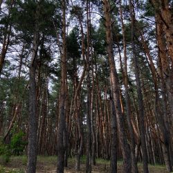 90002276 Кравцова Красота в лесной тишине