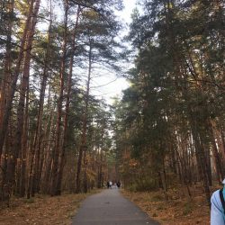 90002316 Плехова Прекрасный осенний лес