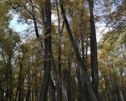 изображение_viber_2019-10-10_17-52-44