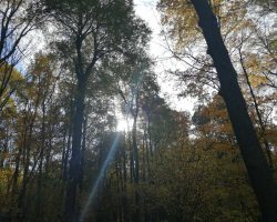 изображение_viber_2019-10-10_17-52-47